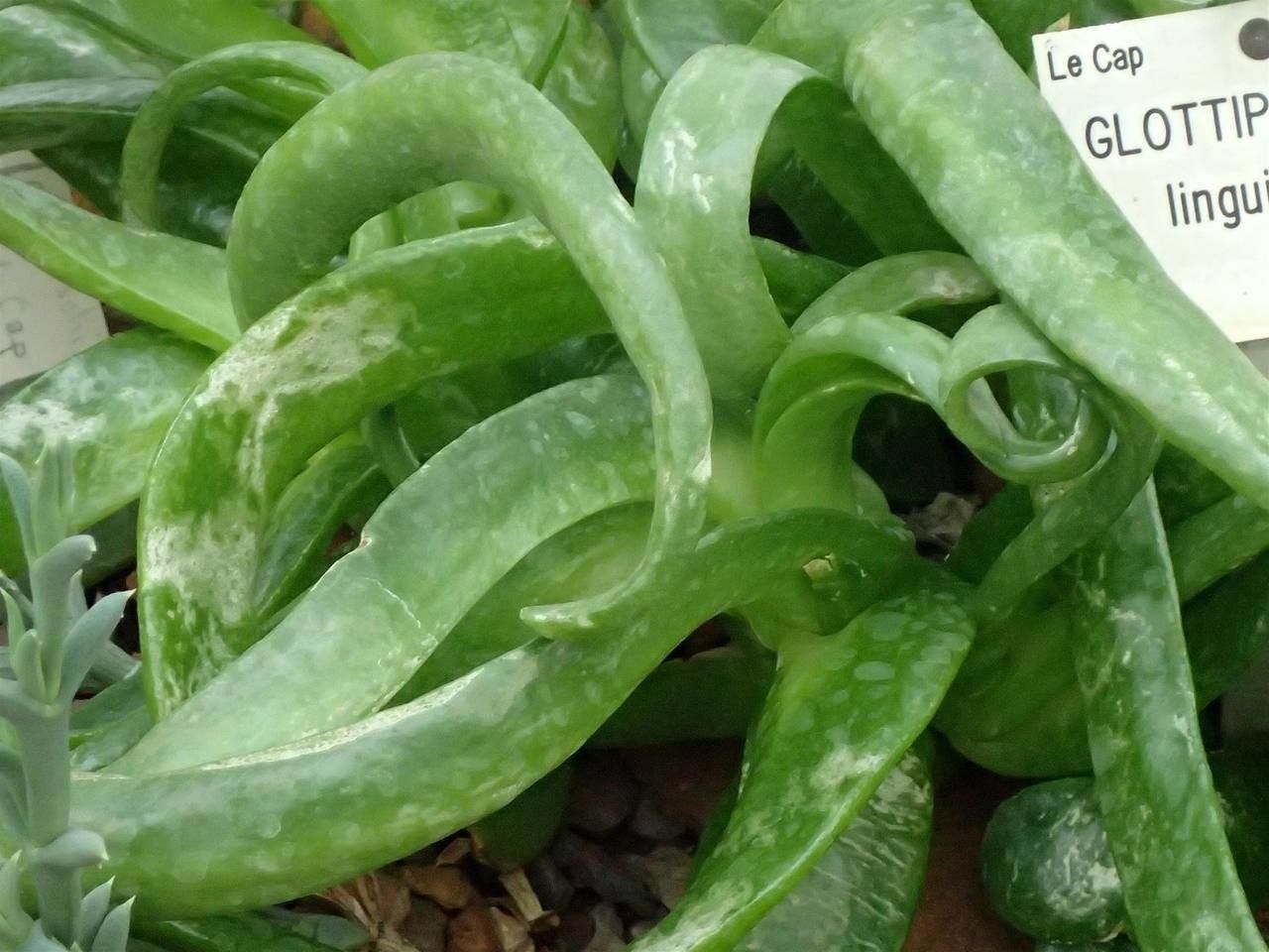Glottiphyllum linguiforme leaf