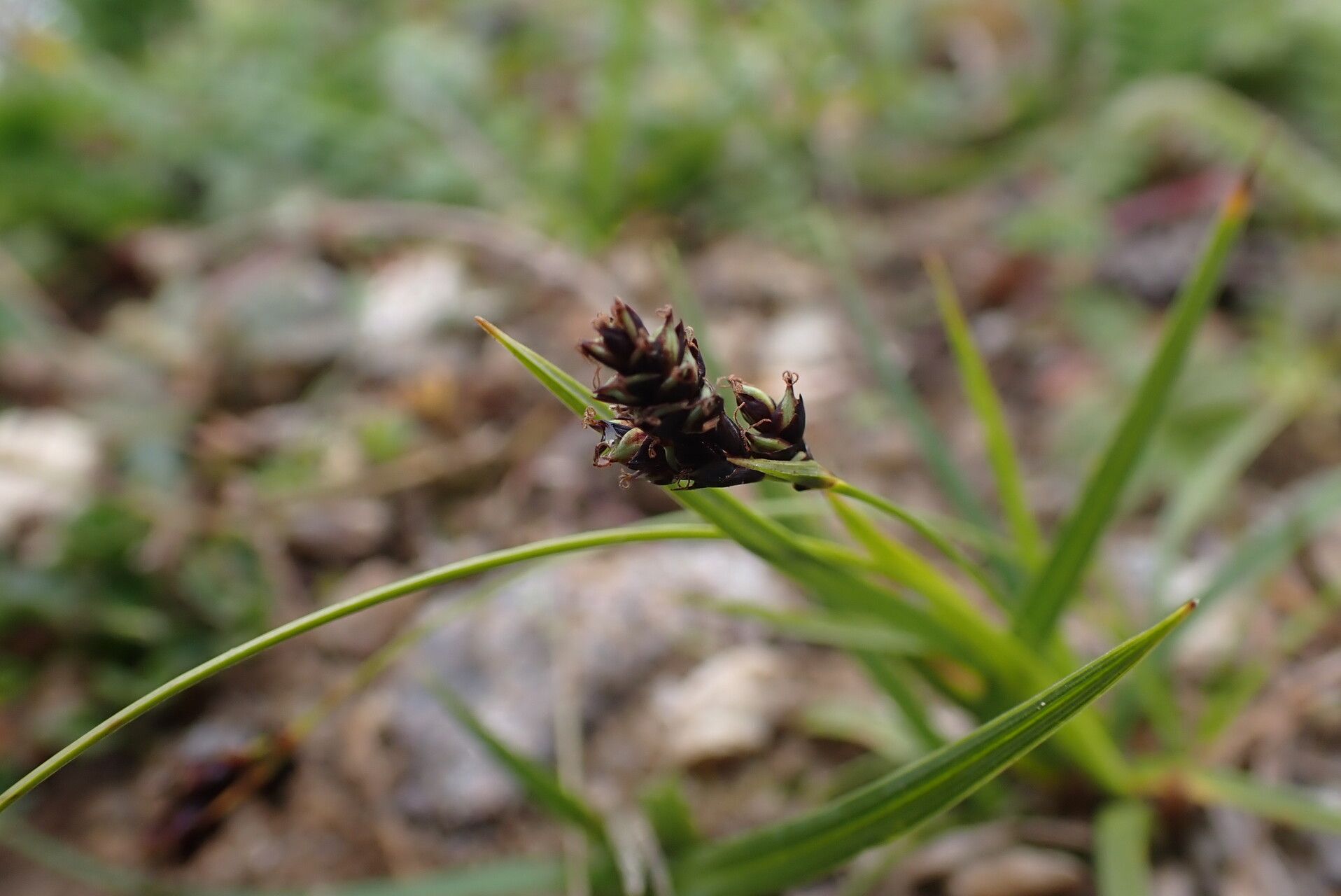 Carex gracilenta — houseplant care guide