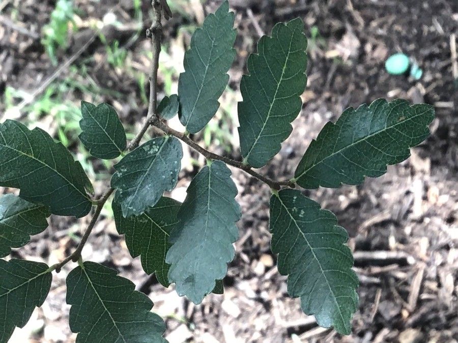 Zelkova abelicea — search result for 'Ulmaceae'