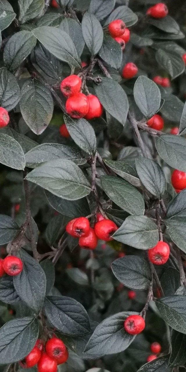 Cotoneaster sternianus leaf