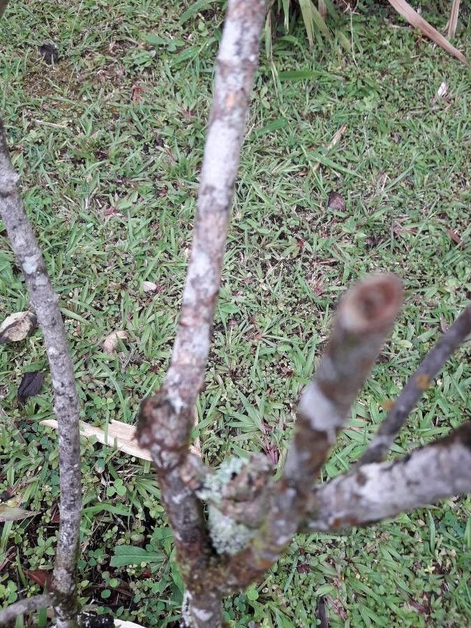Mussaenda erythrophylla bark
