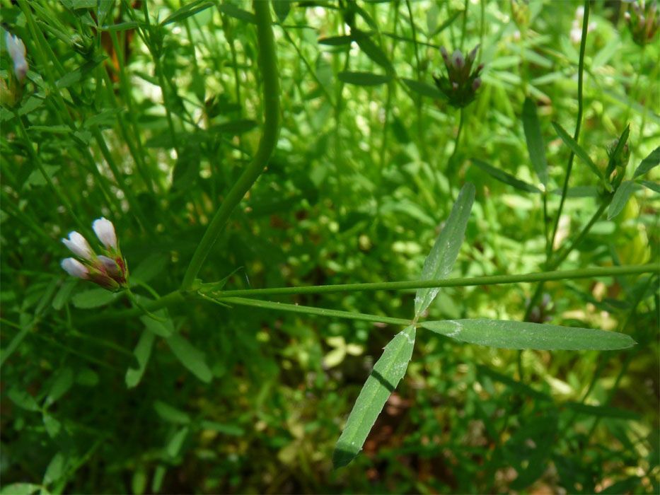 Trifolium oliganthum habit