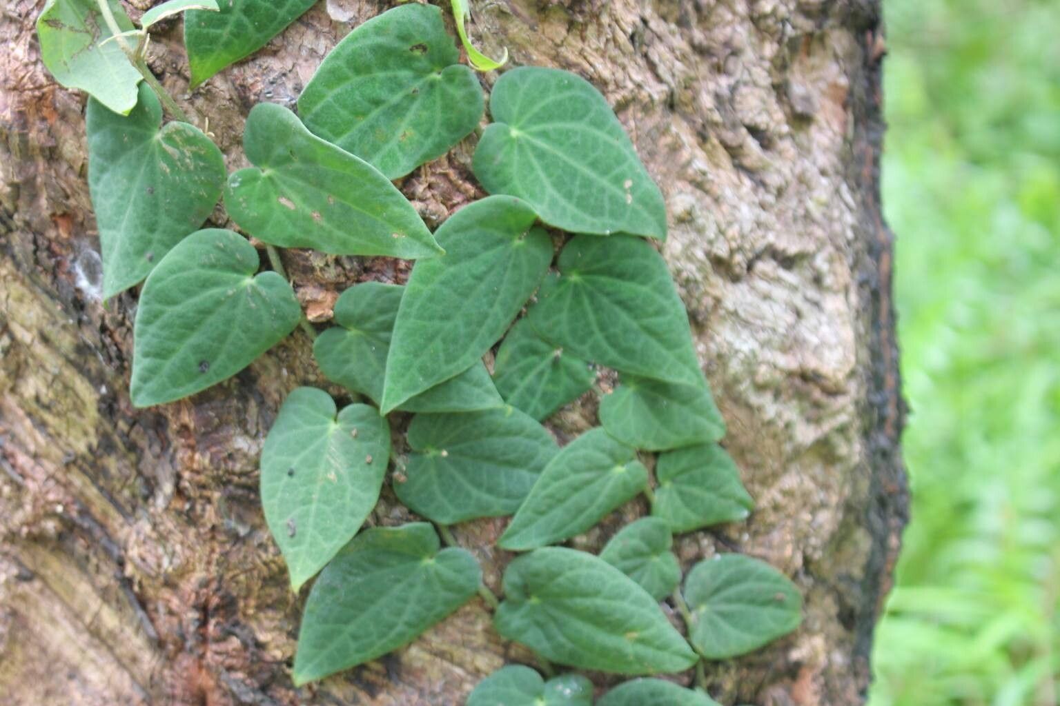 Piper baccatum — houseplant care guide