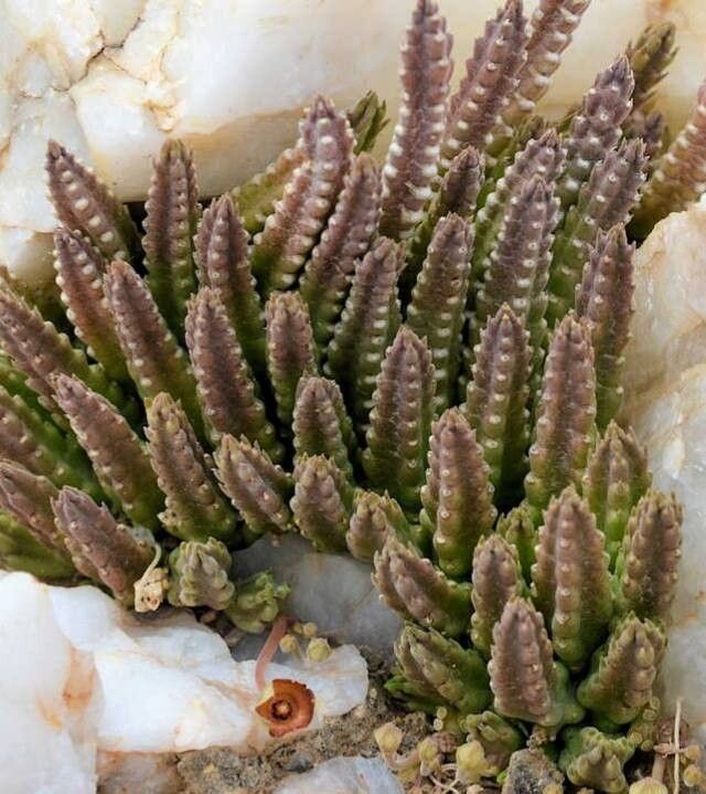 Stapelia similis habit