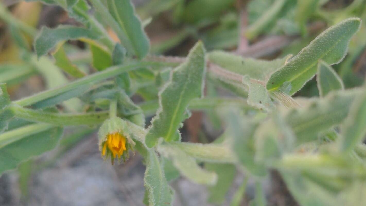 Calendula tripterocarpa — search result for 'North Africa to Iran'