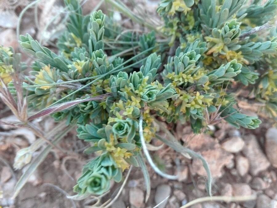 Thymelaea virescens — houseplant care guide