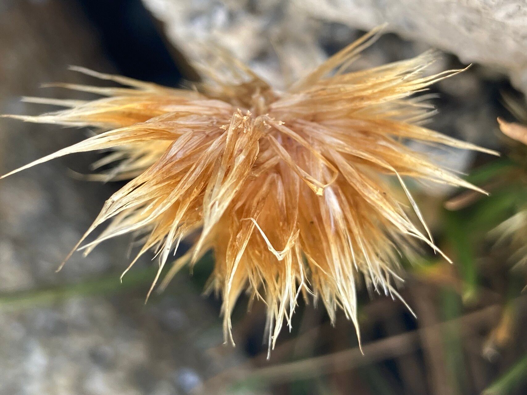 Deschampsia ovata flower