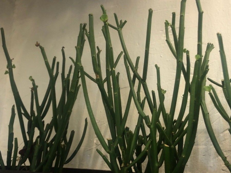 Euphorbia phosphorea leaf