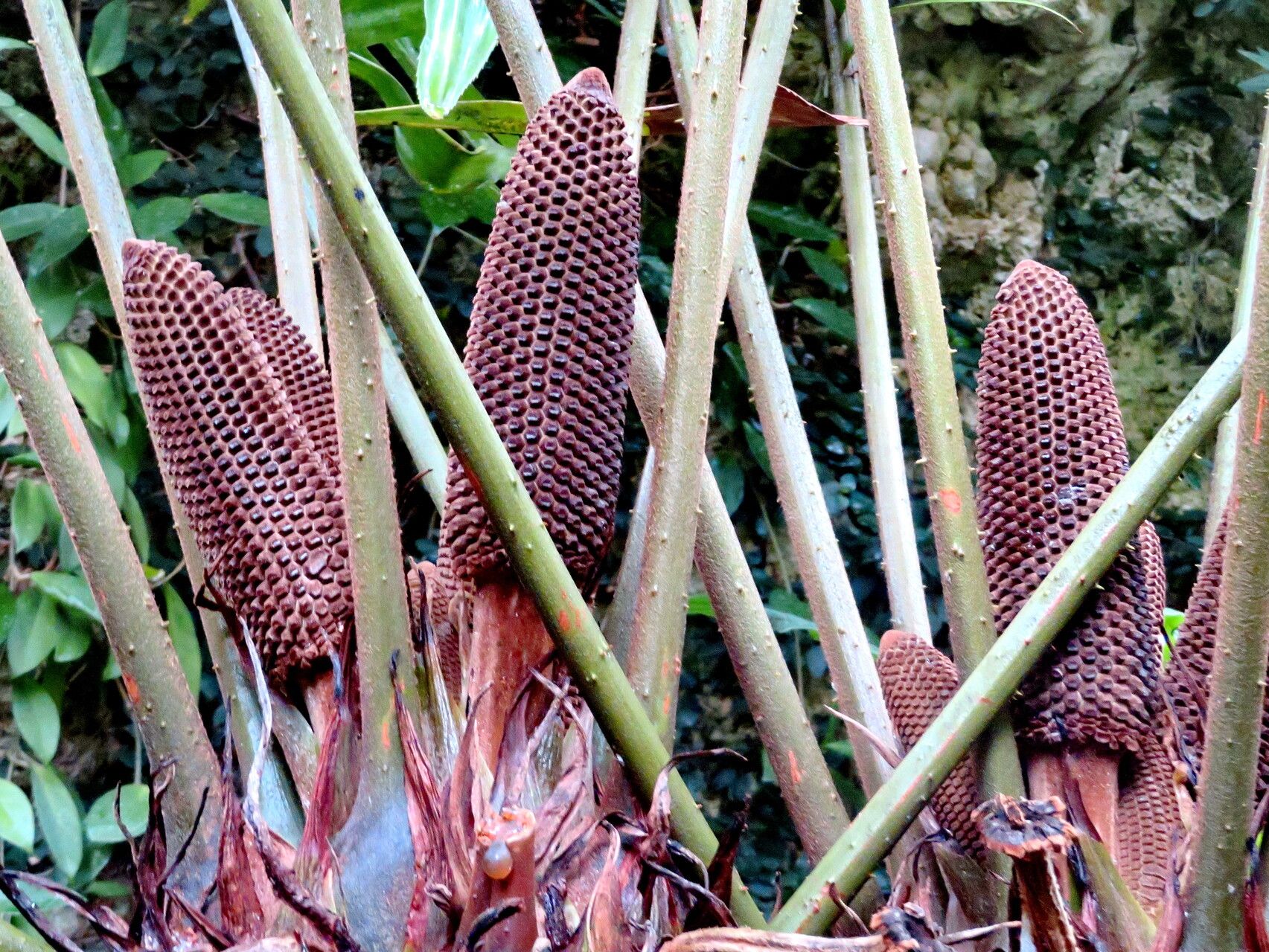 Zamia lindenii flower
