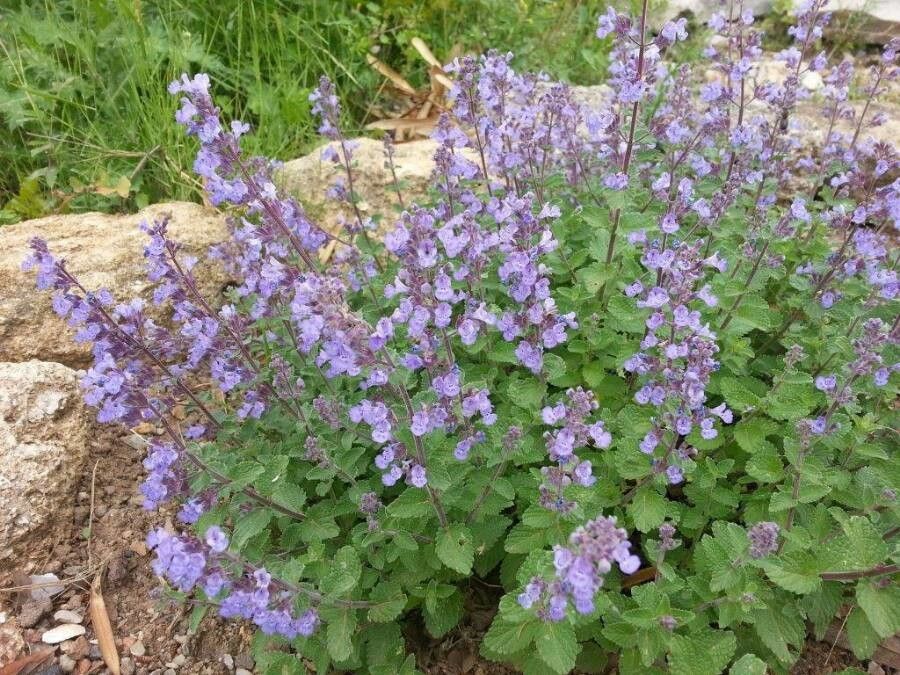Nepeta grandiflora flower