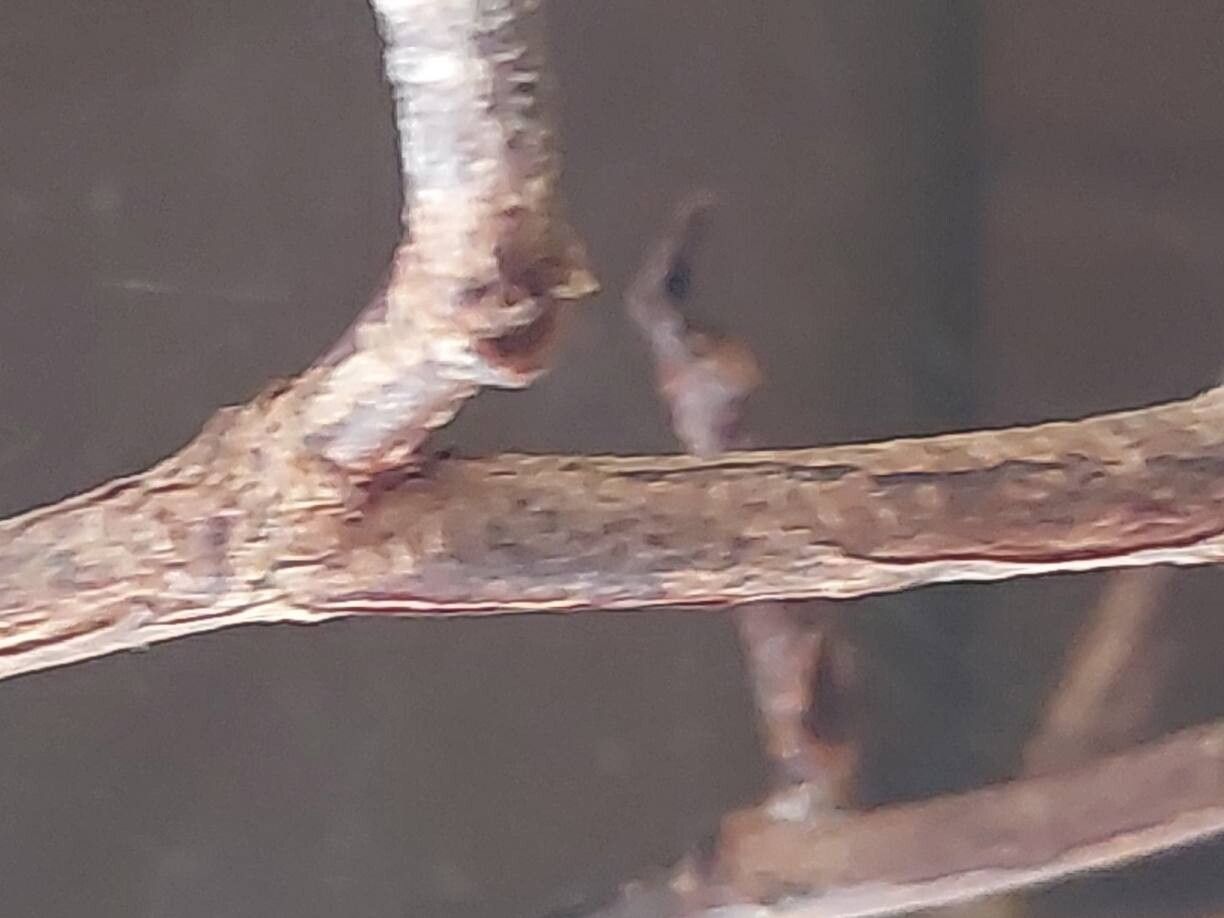 Begonia capillipes bark