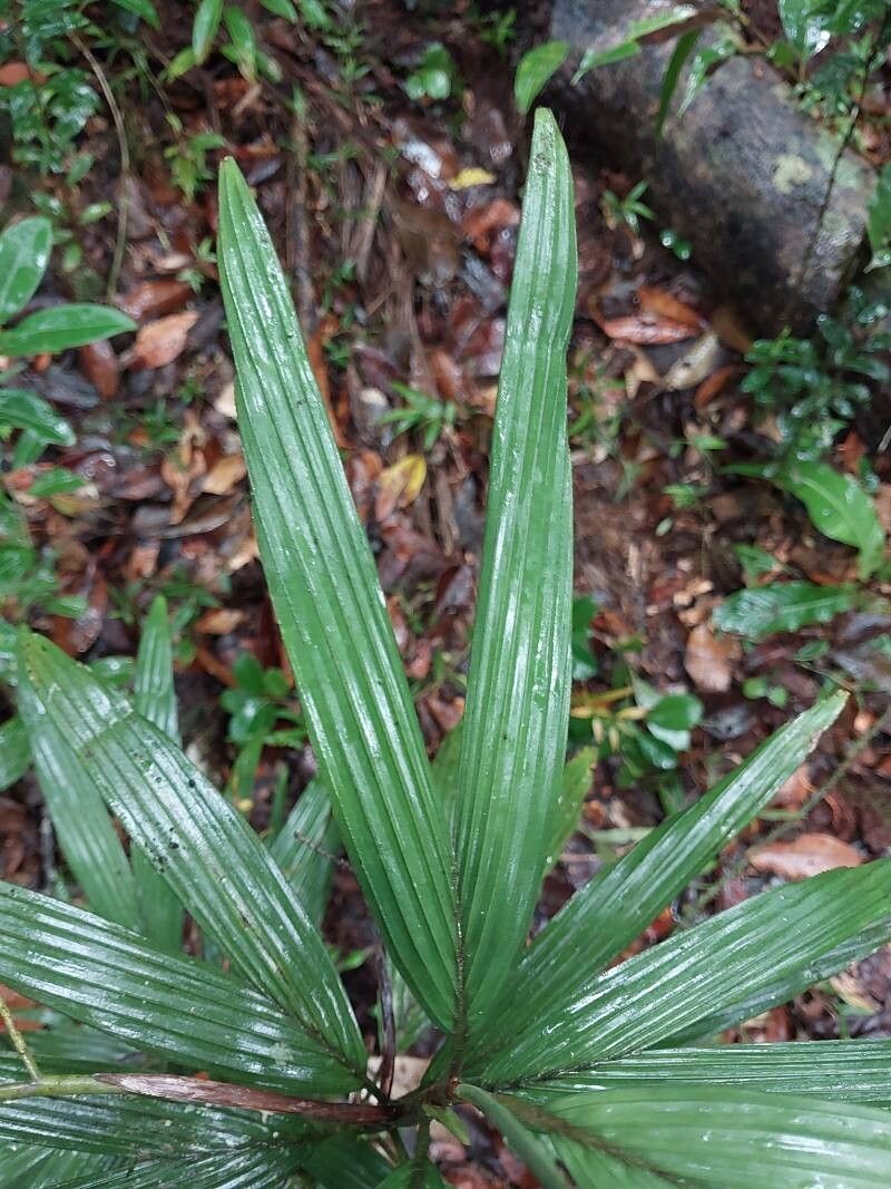 Dypsis concinna — houseplant care guide