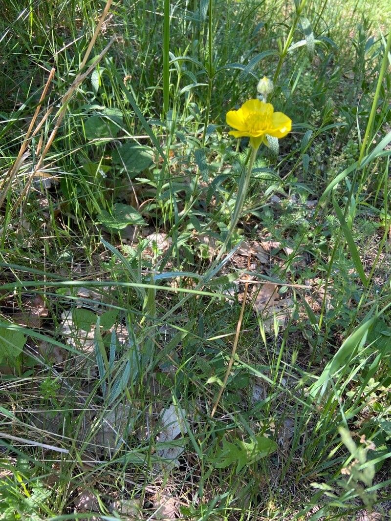 Ranunculus illyricus habit