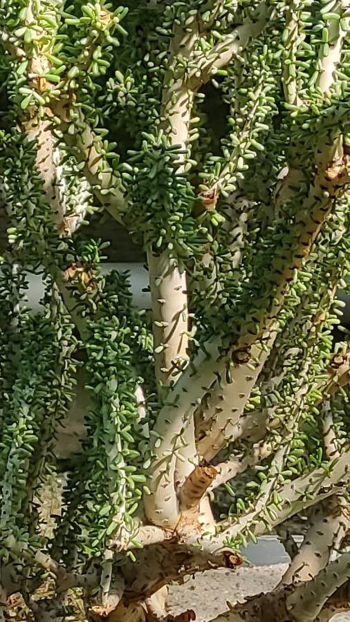 Portulacaria namaquensis bark