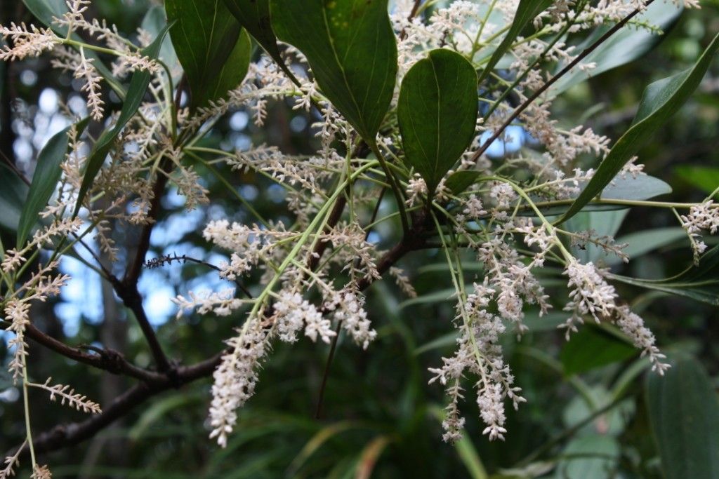 Beauprea crassifolia flower