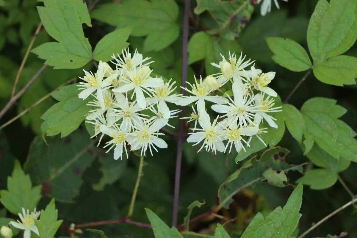 Clematis apiifolia flower