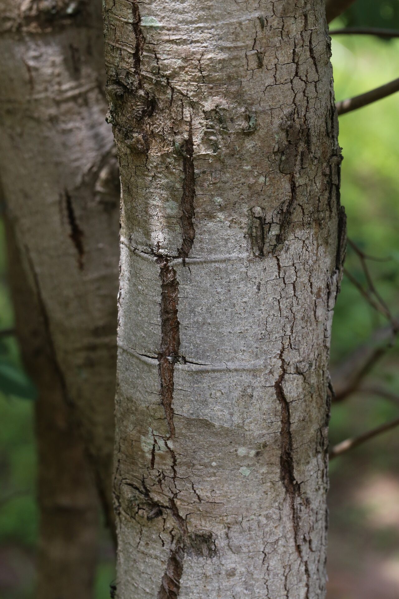 Bauhinia petersiana bark
