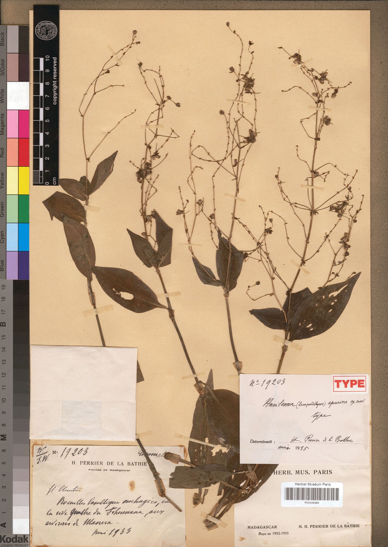 Aneilema aparine — related species from the same genus