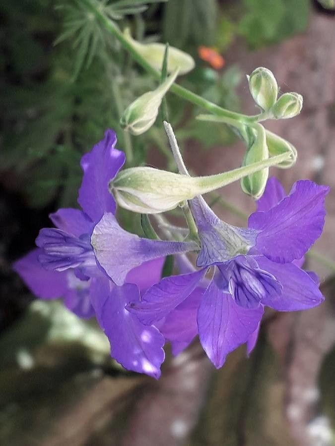 Delphinium ajacis flower