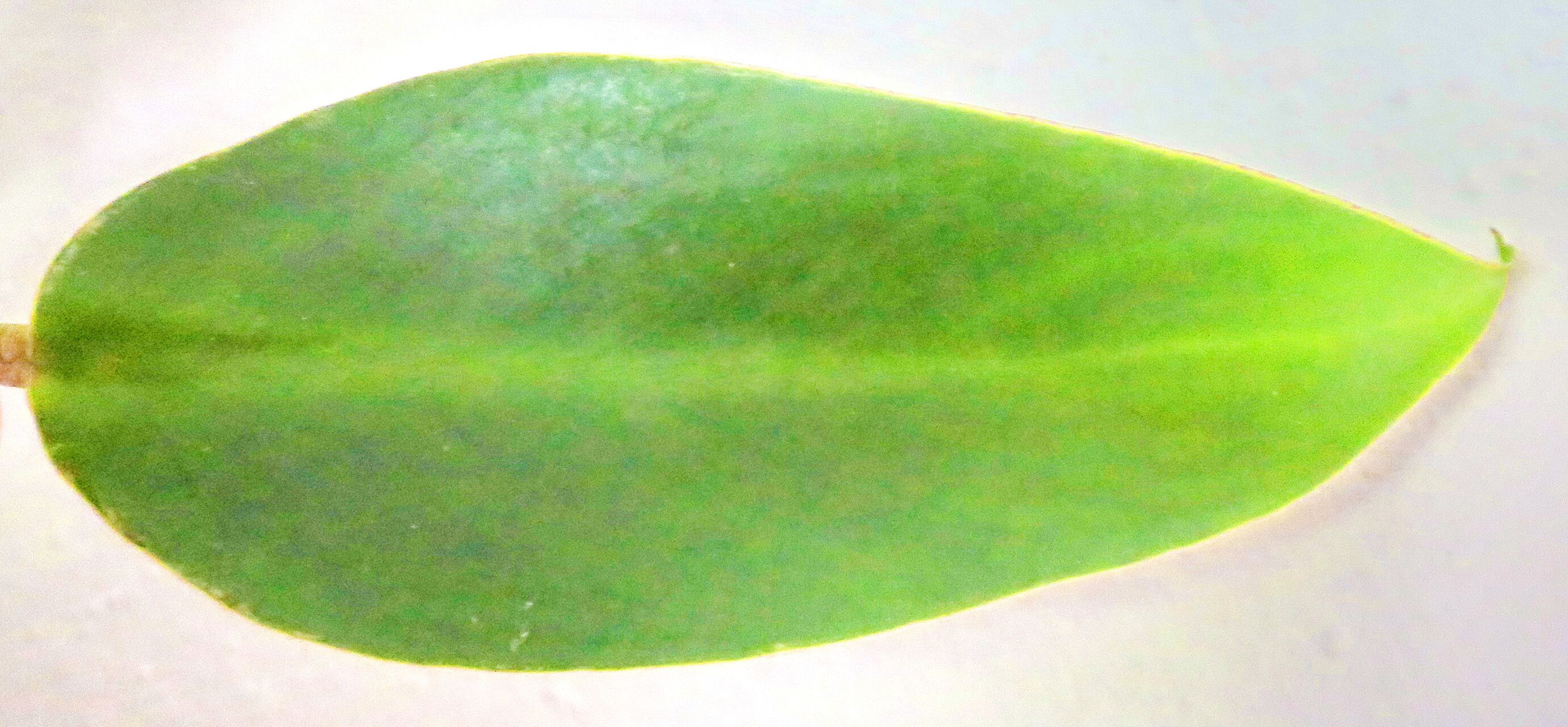 Philodendron sagittifolium leaf