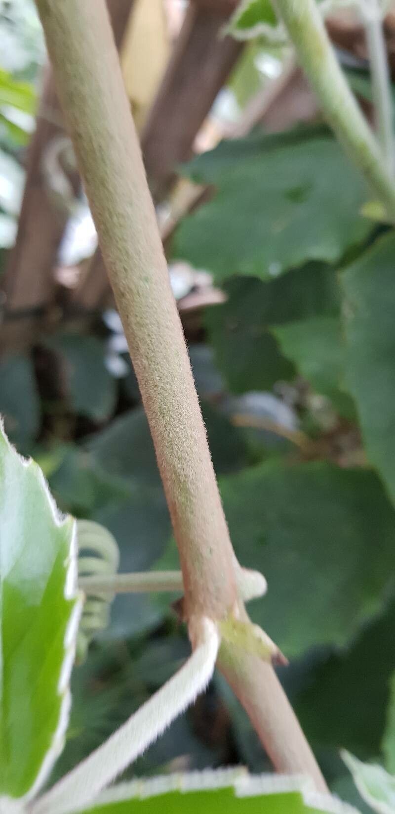 Tetrastigma voinierianum bark