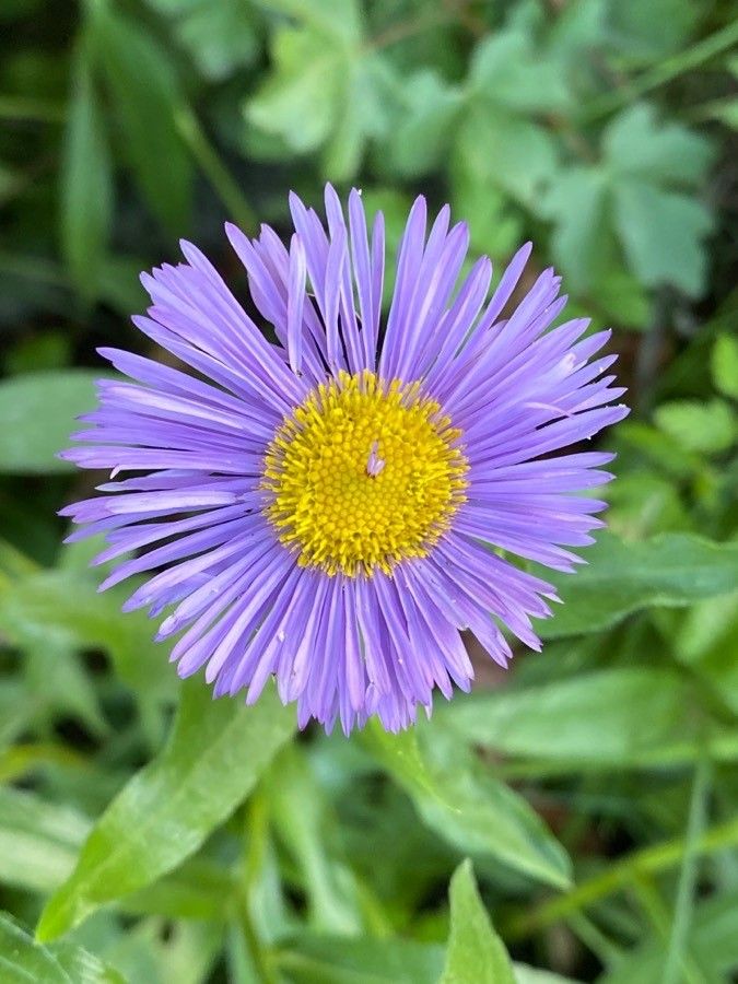 Erigeron speciosus flower