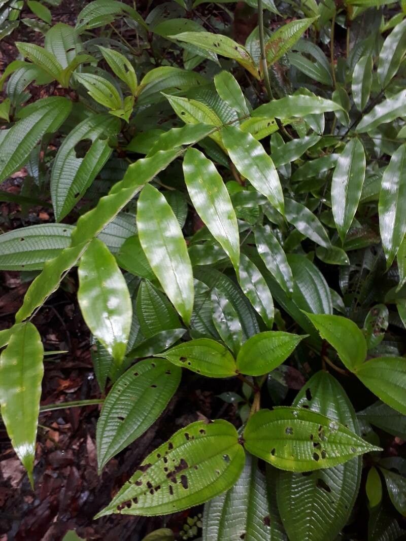 Desmoncus polyacanthos — search result for 'Suriname'