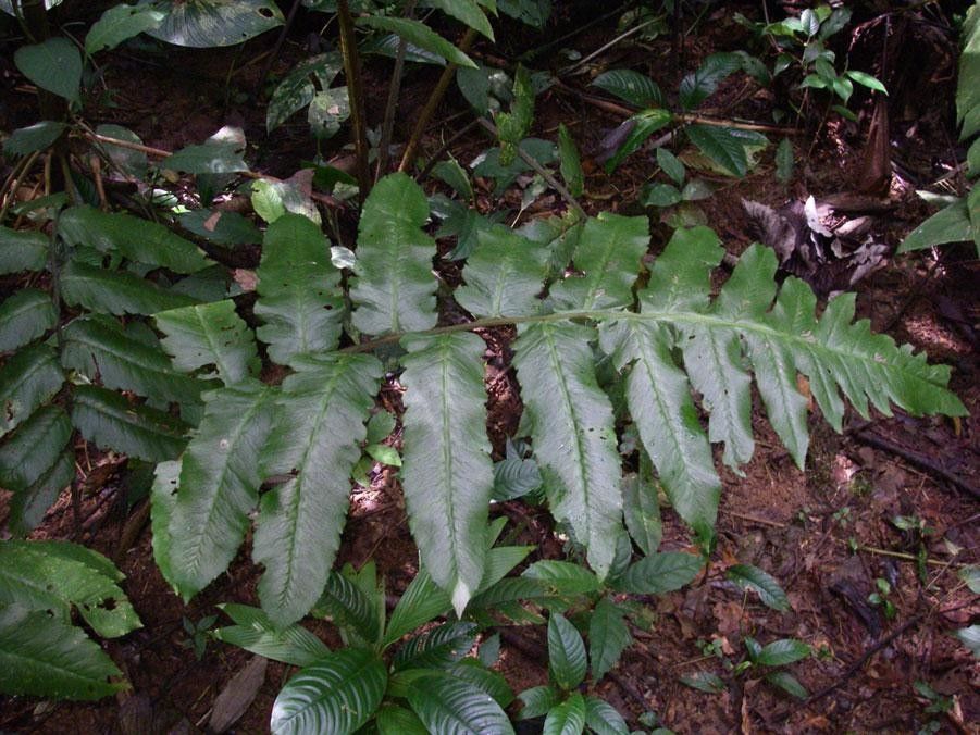 Diplazium pactile — houseplant care guide