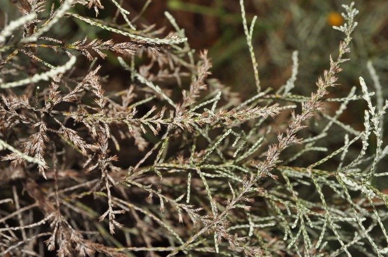 Seriphium passerinoides fruit