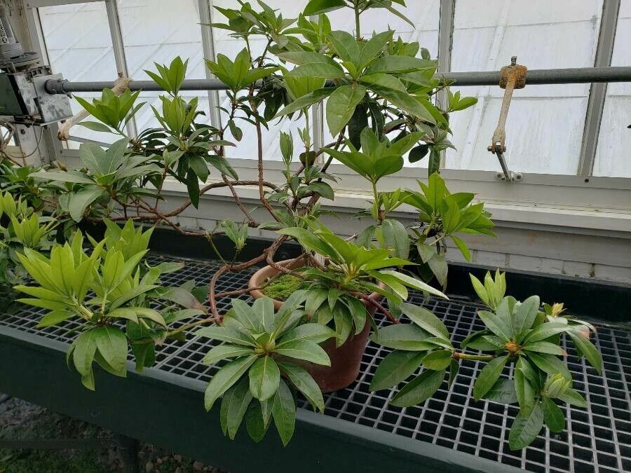Rhododendron konori habit