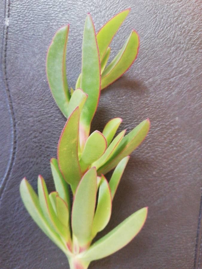 Carpobrotus acinaciformis x Carpobrotus edulis — related species from the same genus