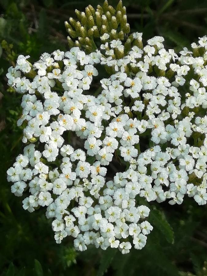 Plagiobothrys chorisianus flower