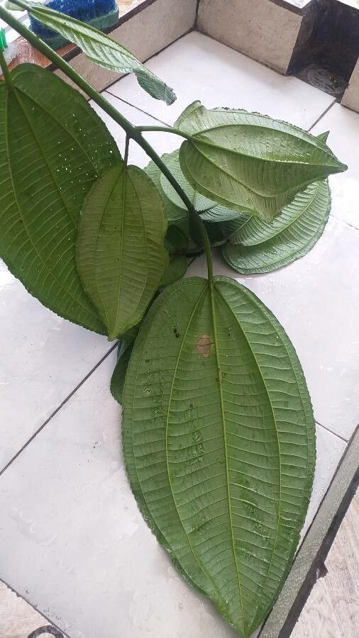 Miconia calvescens habit