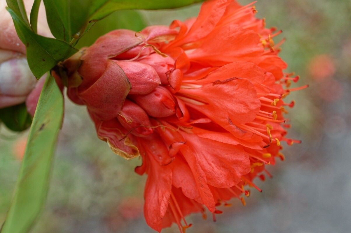 Brownea coccinea — related species from the same genus