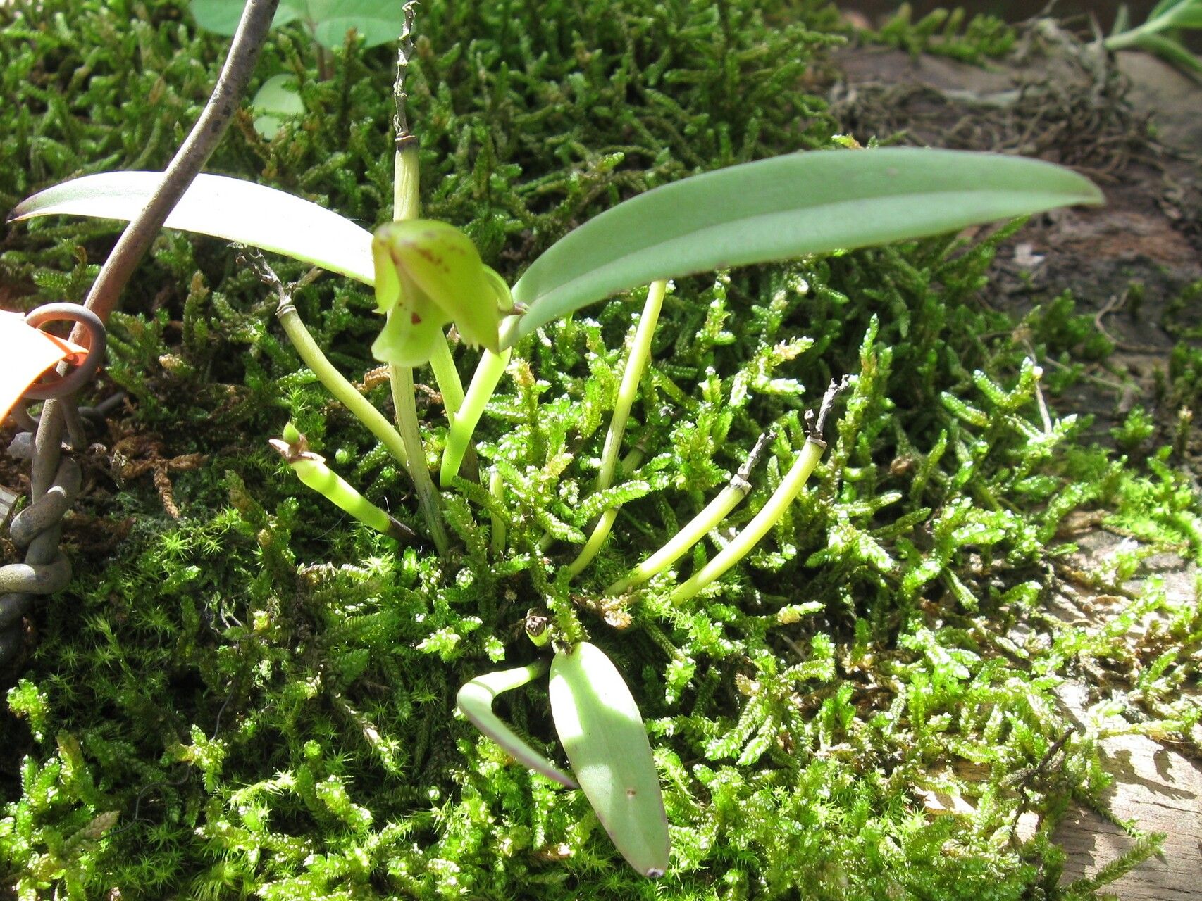 Polystachya supfiana habit