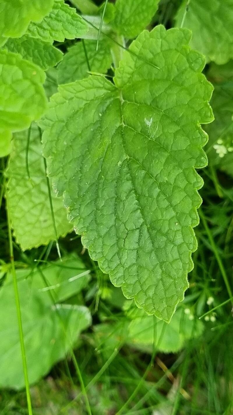 Scrophularia scopolii — search result for 'Scrophularia'
