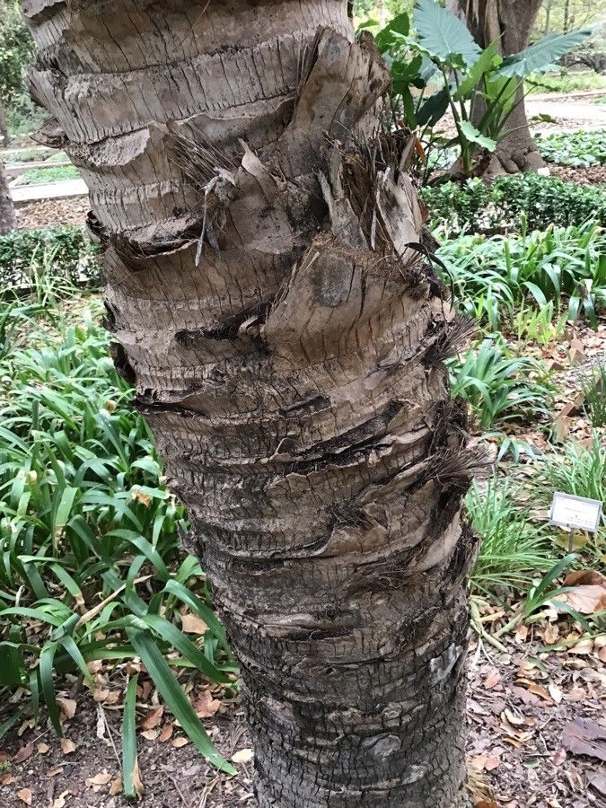 Sabal mauritiiformis bark