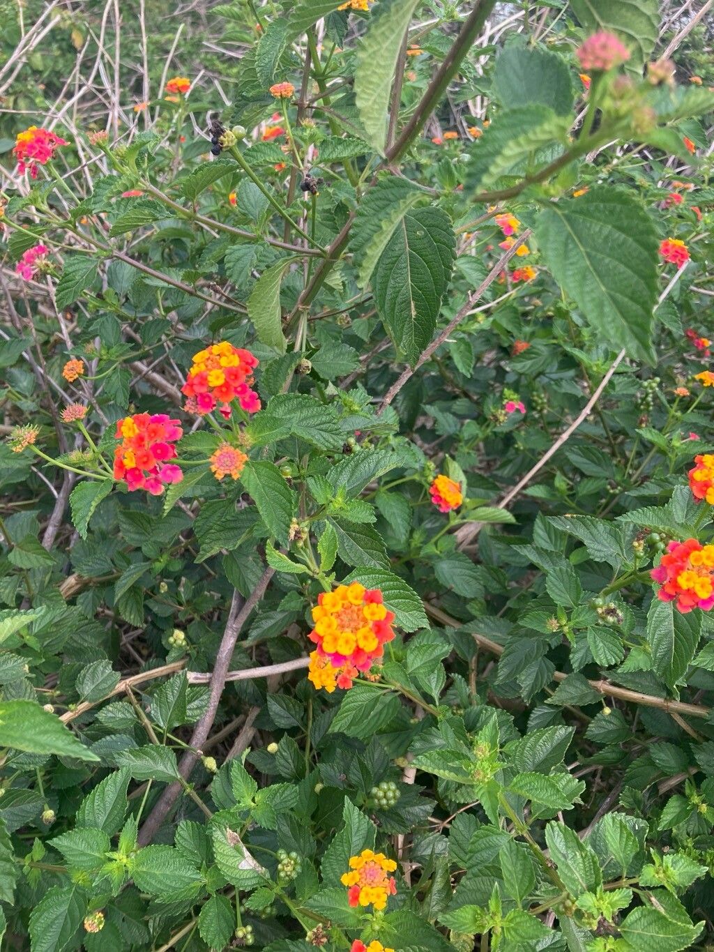 Lantana × floridana — houseplant care guide