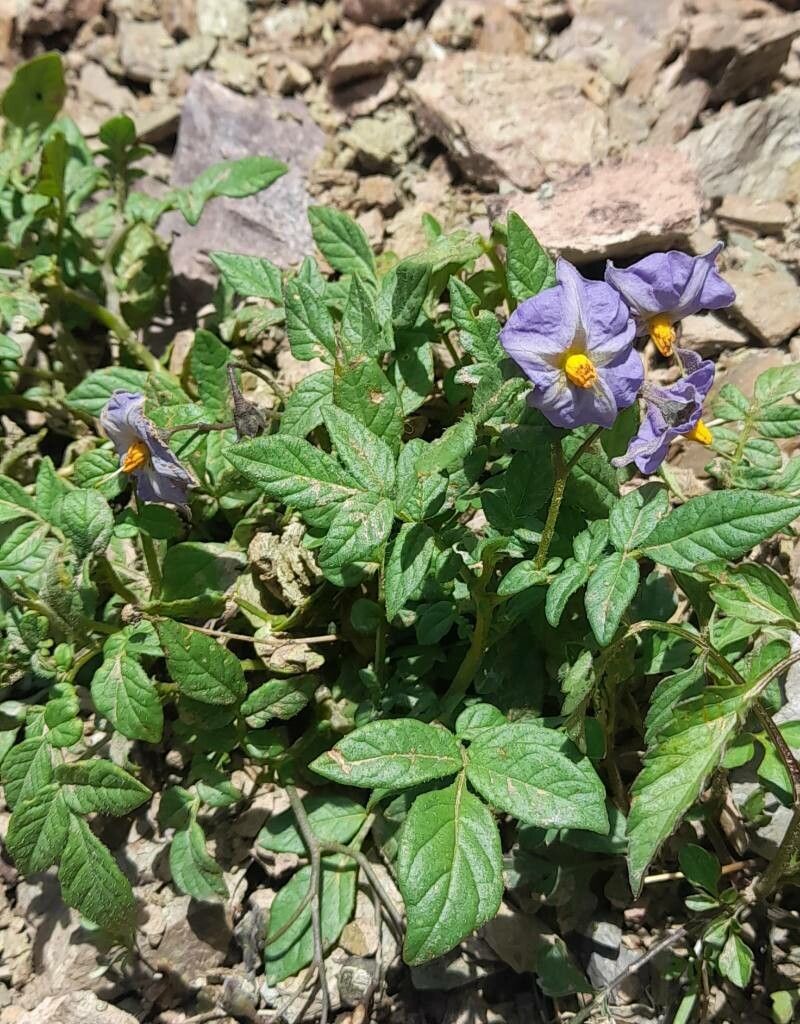 Solanum neorossii habit