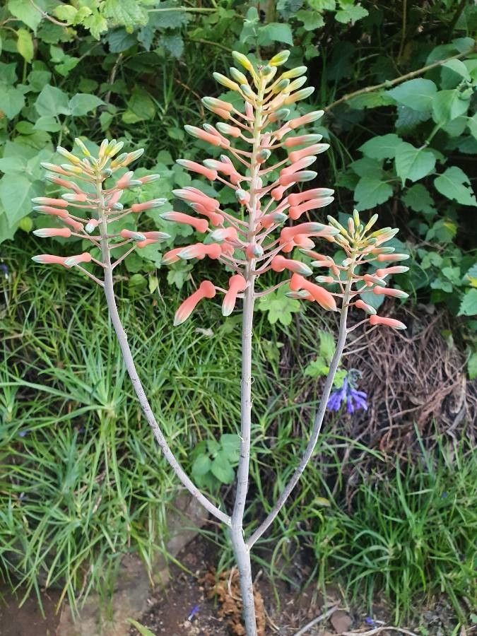Aloe amudatensis flower