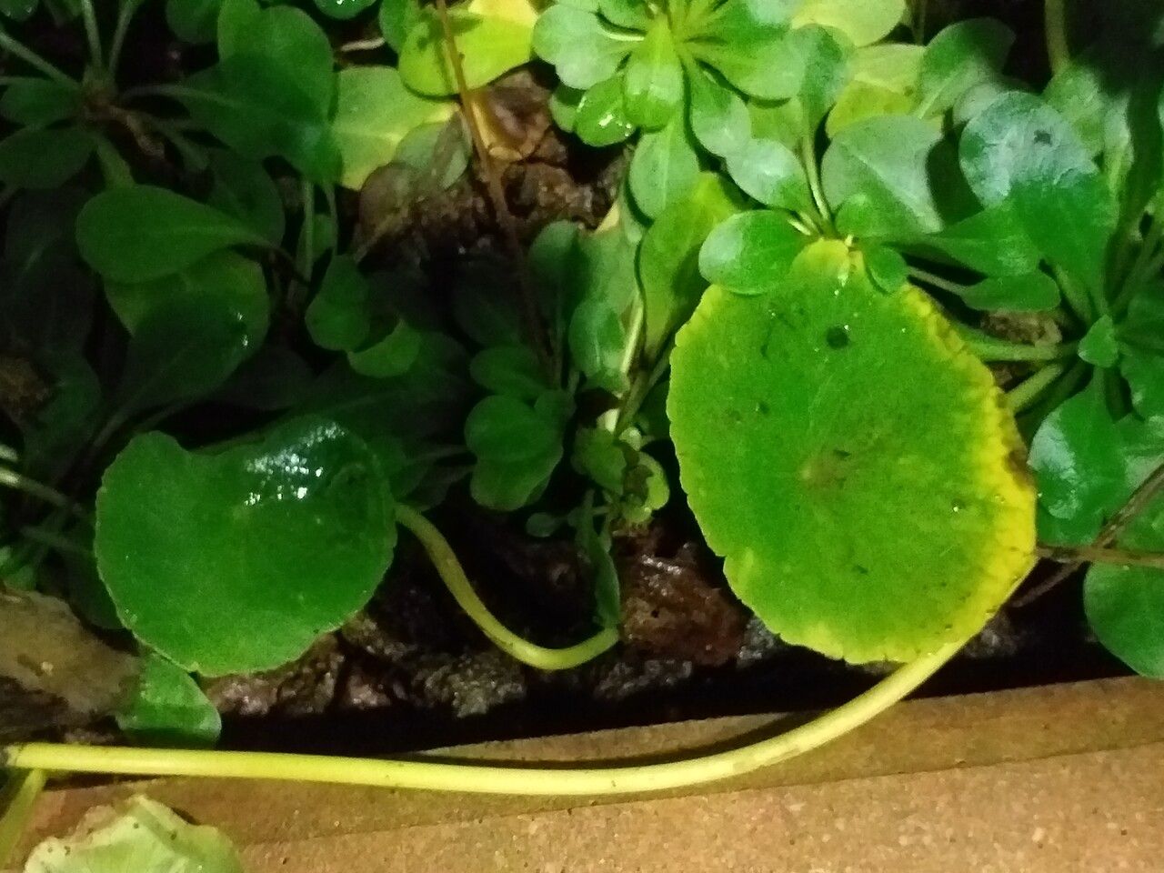 Hydrocotyle umbellata — flood tolerant houseplant