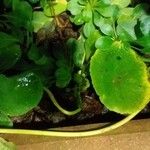 Hydrocotyle umbellata