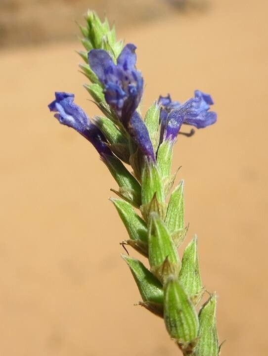 Lavandula mairei flower