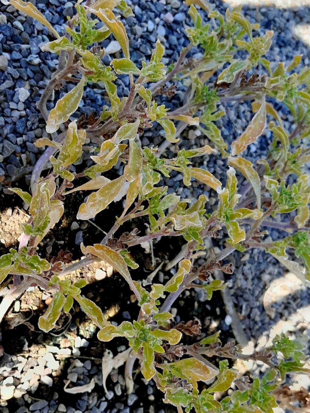 Anastatica hierochuntica leaf