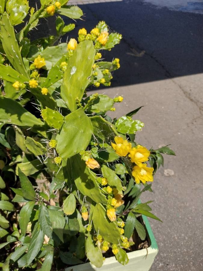Brasiliopuntia brasiliensis flower