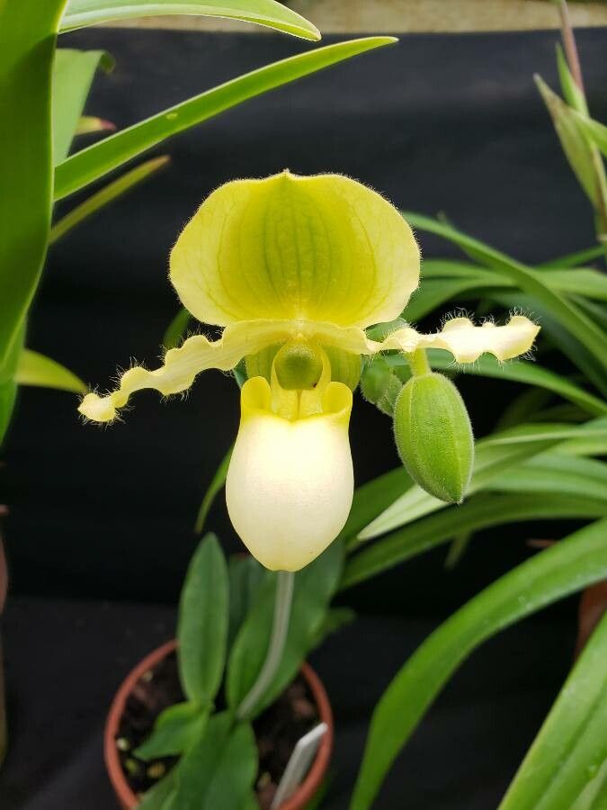 Paphiopedilum primulinum flower