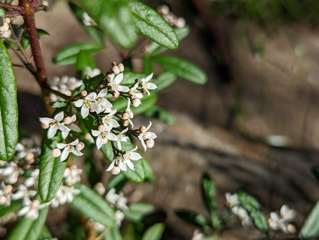 Zieria smithii flower