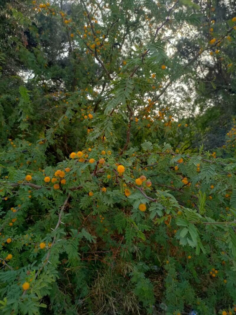 Vachellia hockii flower