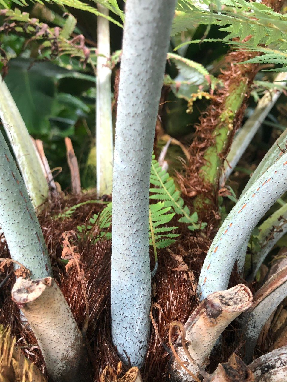 Sphaeropteris glauca bark