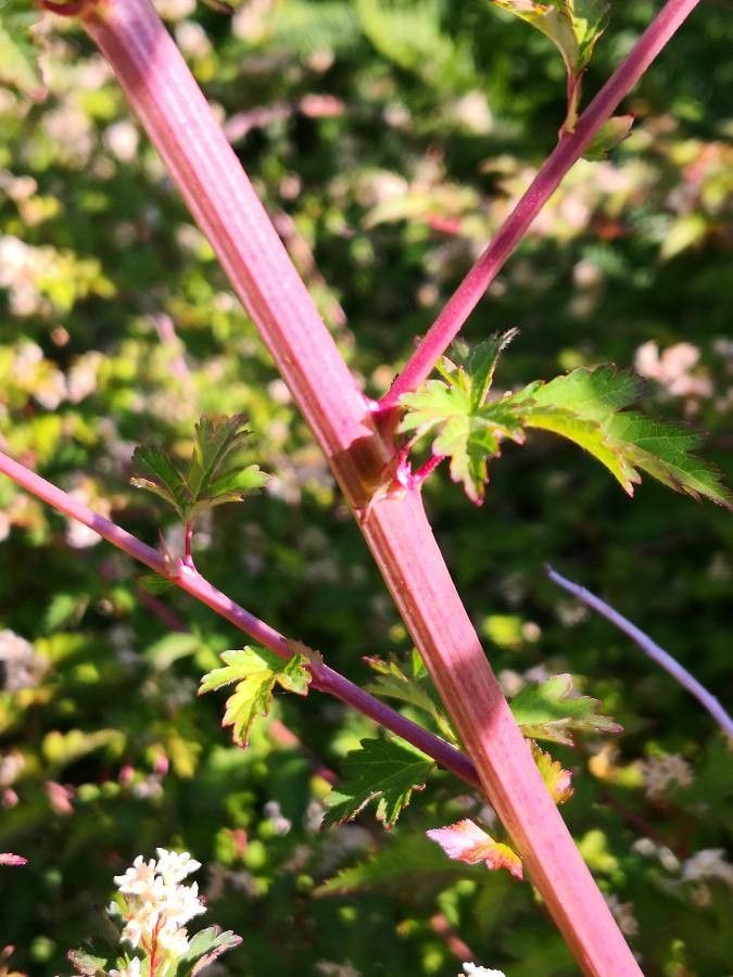 Stephanandra incisa bark